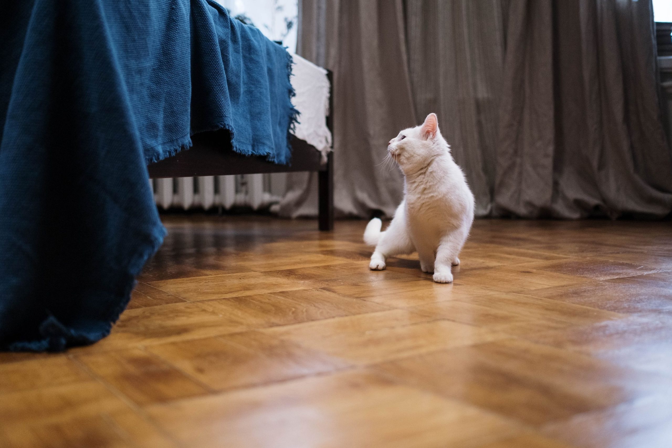 The Best Flooring for Cats